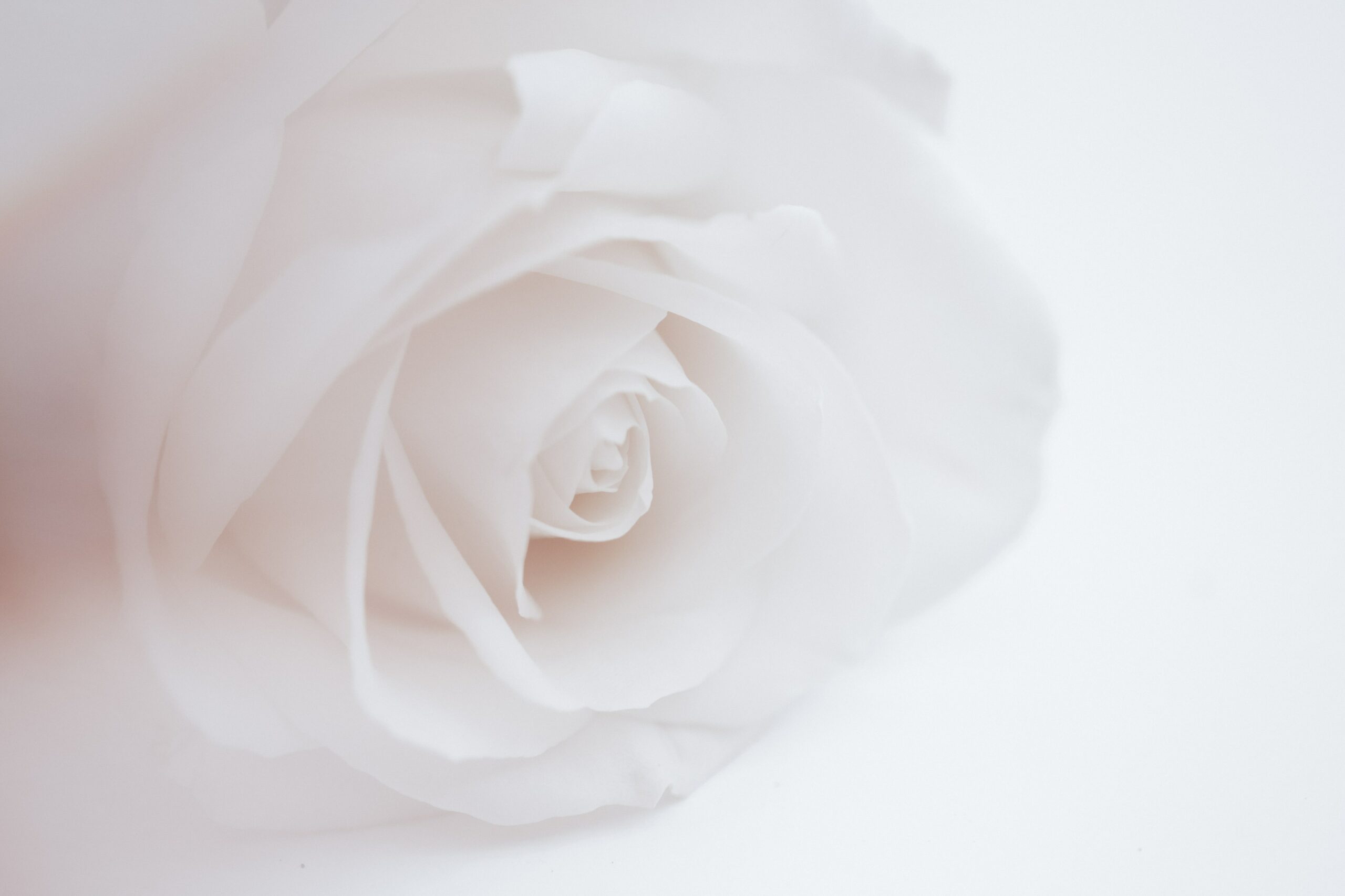 Weiße Rosen und Briefe für Holocaustüberlebende